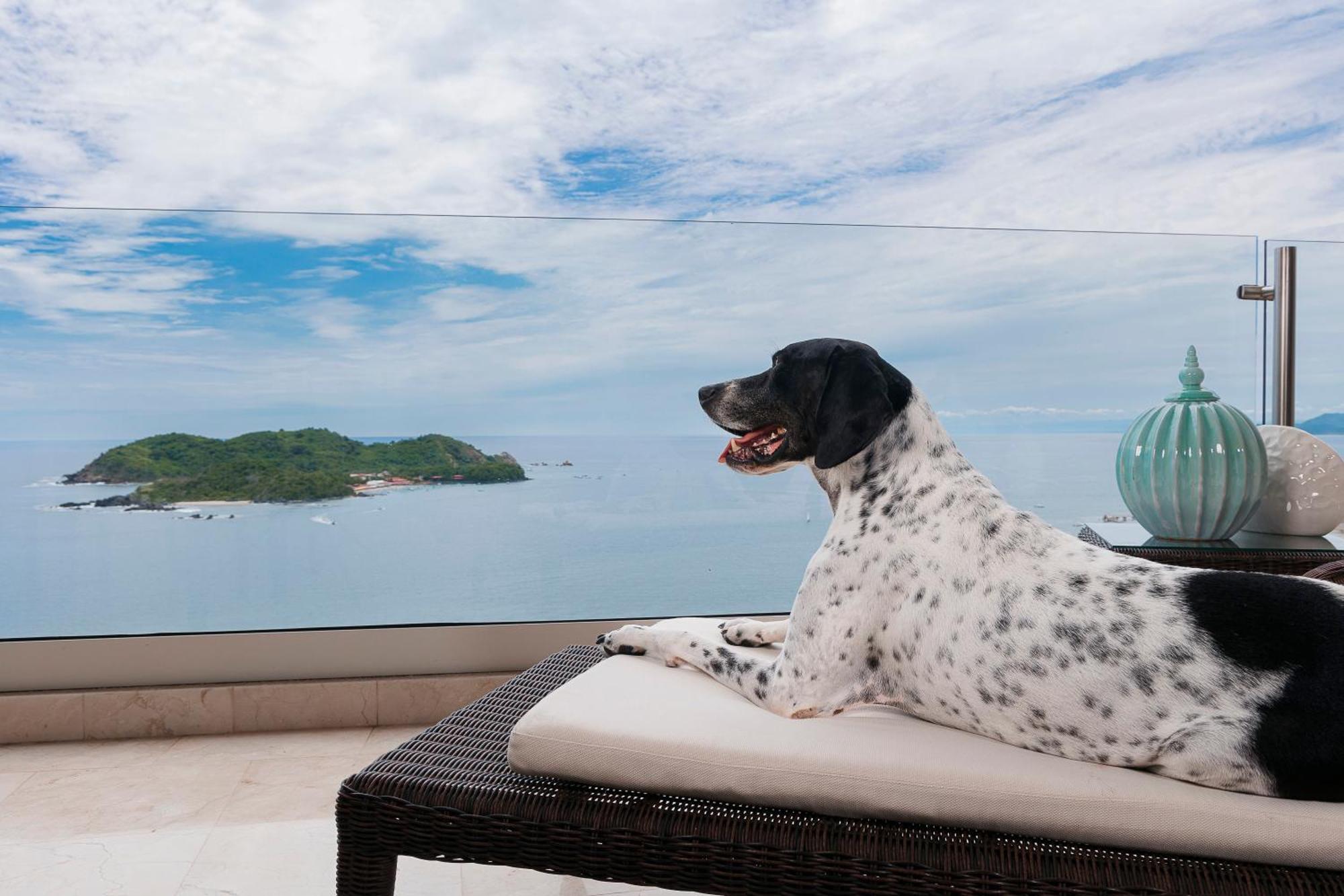 Azul Ixtapa Grand All Inclusive Suites - Spa & Convention Center Екстериор снимка A dog at the Four Seasons Resort